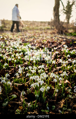 Wilde Schneeglöckchen am Rande des Waldes in UKpassing, blind, Einbürgerung, Stockfoto