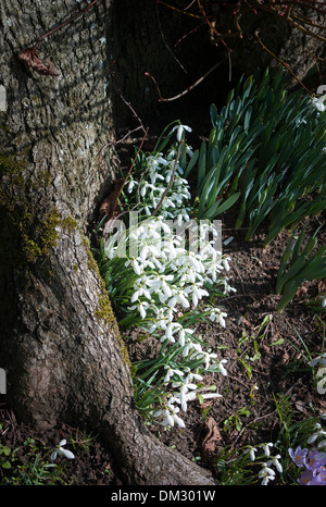 Eingebürgerte Schneeglöckchen am Fuße eines Baumes in einem englischen Garten Stockfoto