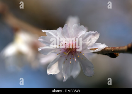 Makro-Bild einer Winter blühenden Kirschbaum Blüte (Prunus X subhirtella Autumnalis) Stockfoto