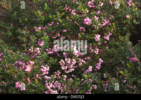 Callunen Mucronata mit blass rosa Winter Beeren im Winter herbstlichen Nebel Tau beschichtet Stockfoto