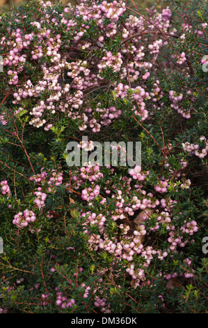 Callunen Mucronata mit blass rosa Winter Beeren im Winter herbstlichen Nebel Tau beschichtet Stockfoto