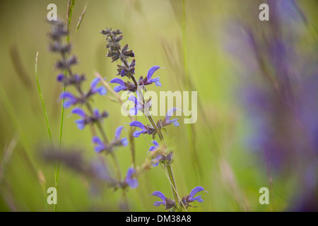 Wiesen-Salbei (Salvia Pratensis), Umbrien. Italien Stockfoto