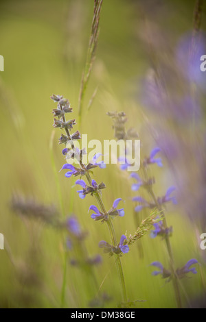 Wiesen-Salbei (Salvia Pratensis), Umbrien. Italien Stockfoto