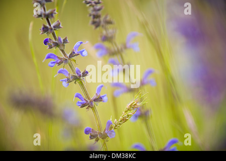 Wiesen-Salbei (Salvia Pratensis), Umbrien. Italien Stockfoto