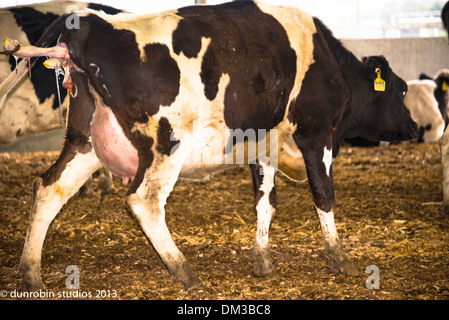 Geburt schwarze und weiße Kuh Kuh kalben haben eine Baby-Kuh - zeigt alle Phasen der Geburt in Serie mit Landwirt Unterstützung Lieferung Stockfoto