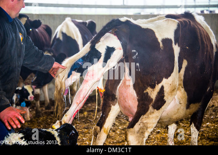 junge schwarze und weiße Kuh Kuh kalben haben eine Baby-Kuh - zeigt alle Phasen der Geburt in Serie mit Landwirt Unterstützung Lieferung Stockfoto