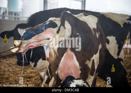 junge schwarze und weiße Kuh Kuh kalben haben eine Baby-Kuh - zeigt alle Phasen der Geburt in Serie mit Landwirt Unterstützung Lieferung Stockfoto