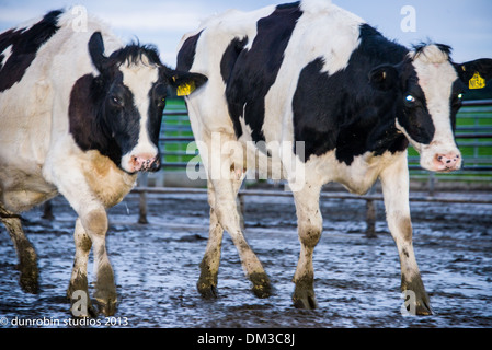 Kühe melken Kuh schwarz-weiß Porträt Kopf gestreckt Juckreiz komische volles Gesicht auf und ein paar Kühe in der Serie Stockfoto