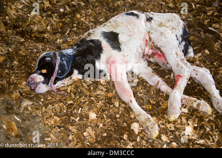 neugeborenes Kalb Minuten alt Stockfoto