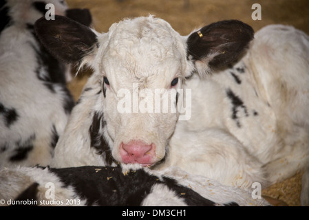 Kalb-Serie Schwarz-Weiß Kuh Kalb einen Tag alt Porträts Schuss in den Kopf und Stand Stockfoto