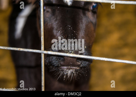 Kalb-Serie schwarz-weiß Färse neugeborenes Kalb einen Tag alt Porträts Schuss in den Kopf und Stand Stockfoto