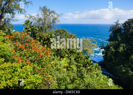 Hamakua Coast, USA, USA, Amerika, Hawaii, Big Island, Meer, Pazifikküste, Regenwald Stockfoto