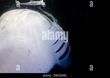 Riff-Manta Ray-Manta Alfredi Fütterung Malediven Stockfoto