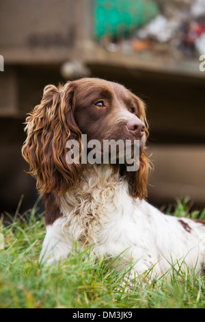 Eine Leber und weißen English Springer Spaniel auf einem Fasan schießen in England Stockfoto