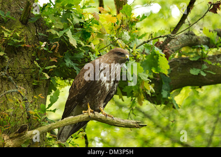 Bussard auf einem Zweig einer Eiche, Worcestershire, England, Großbritannien Stockfoto