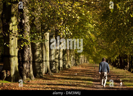 Ein Mann geht seinen Hund entlang der Lime Tree Avenue Clumber Park, in der Nähe von Worksop, Nottinghamshire. 1. November 2013. Stockfoto