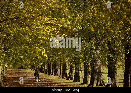 Ein Mann geht seinen Hund entlang der Lime Tree Avenue Clumber Park, in der Nähe von Worksop, Nottinghamshire. 1. November 2013. Stockfoto