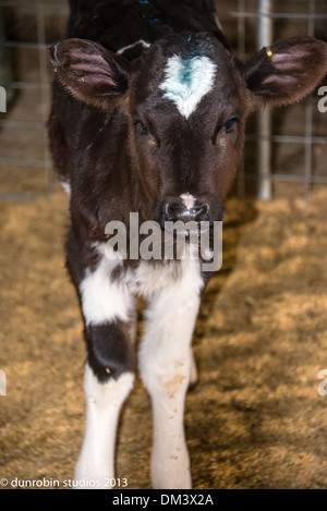 Kalb-Serie schwarz-weiß Färse neugeborenes Kalb einen Tag alt Porträts Schuss in den Kopf und Stand Stockfoto