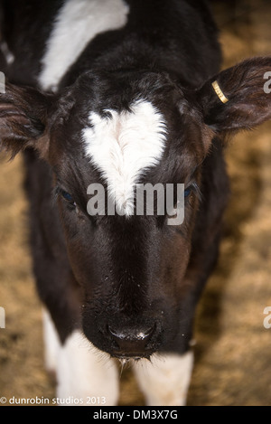 Kalb-Serie schwarz-weiß Färse neugeborenes Kalb einen Tag alt Porträts Schuss in den Kopf und Stand Stockfoto