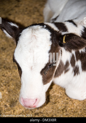 Kalb-Serie schwarz-weiß Färse neue geborene Kalb einen Tag alt Porträts Schuss in den Kopf und Stand Stockfoto