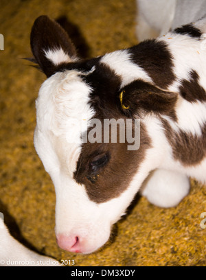 Kalb-Serie schwarz-weiß Färse neugeborenes Kalb einen Tag alt Porträts Schuss in den Kopf und Stand Stockfoto