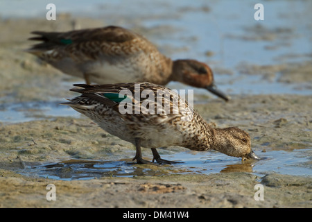 Krickente (Anas Vogelarten) männlich und weiblich Stockfoto