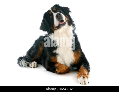 Porträt von einem reinrassigen Berner Sennenhund vor weißem Hintergrund Stockfoto