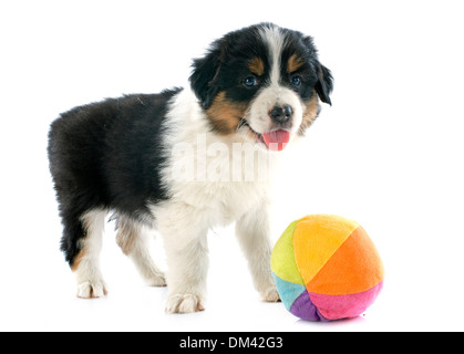 reinrassige Welpen australian Shepherd und Ball vor weißem Hintergrund Stockfoto