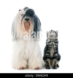 Tibet Terrier und Kätzchen vor weißem Hintergrund Stockfoto