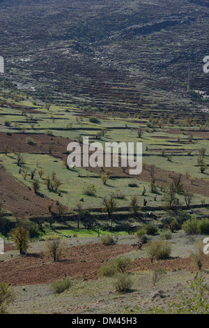 Marokko, Anti-Atlas, Ernten auf der Straße in Richtung von Tafraoute nach Agadir Stockfoto