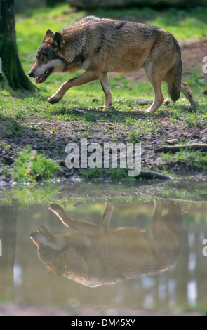 Europäischer Wolf, Wolf (Canis Lupus), europäischer Wolf, Wolf (Canis Lupus) Stockfoto