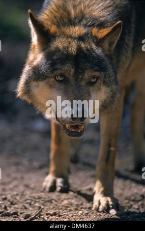 Europäischer Wolf, Wolf (Canis Lupus), europäischer Wolf, Wolf (Canis Lupus) Stockfoto