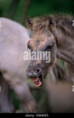 Bild Pflege der Tarpan - Pferd, eurasischen Wildpferdes, das Tarpan (Equus Ferus Gmelini) Bild der Tarpan Zucht - Pferd Stockfoto