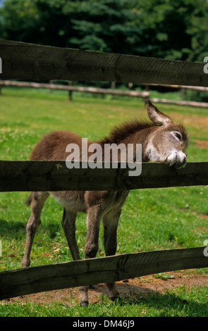 Esel, Miniatur Esel im Fahrerlager, Esel, Zwergesel, in der Koppel, Stockfoto