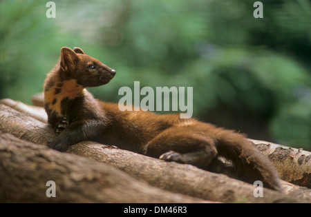 Europäischen Baummarder (Martes Martes), Baummarder, Edelmarder (Martes Martes), Stockfoto