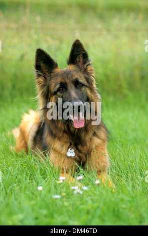 Alte deutsche langhaarige Schäfer, Altdeutschem Langhaar-schäferhundgroßen Stockfoto