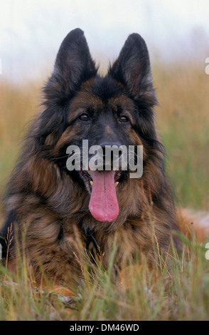 Alte deutsche langhaarige Schäfer, Altdeutschem Langhaar-schäferhundgroßen Stockfoto