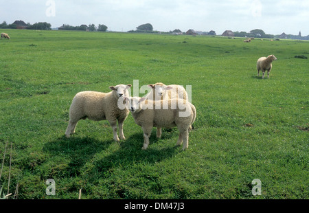 Schafe auf dem Deich, inländische Schafe auf der Weide Stockfoto
