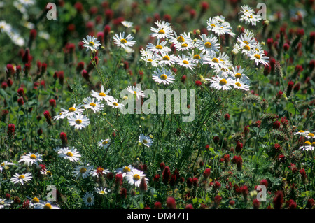 Echten Kamille (Matricaria Recutita) Stockfoto