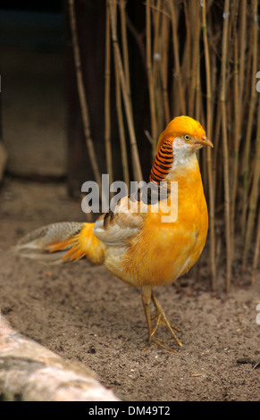 Goldfasan, chinesische Fasan (Chrysolophus Pictus), Gelber Goldfasan (Chrysolophus Pictus) Stockfoto