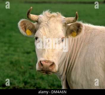 Welsh Black Rinder, Welsh Black, Welsh Black Rindfleisch, Waliser Schwarzvieh Welsh Black, Welsh Black Rinde Stockfoto