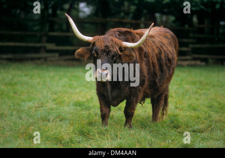 Auerochse Oder Ihre (Bos Primigenius) Abbildzüchtung Stockfoto