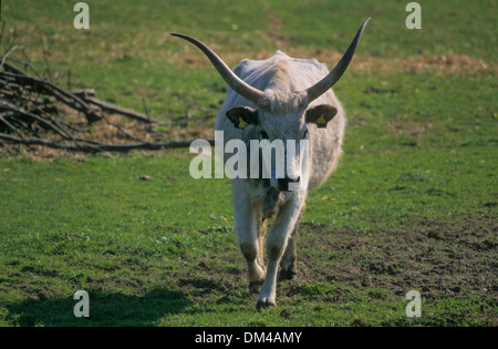 Ungarische Graurinder, ungarische Steppenrinder, Ungarisches Steppenrind, Ungarisches Graurind Stockfoto