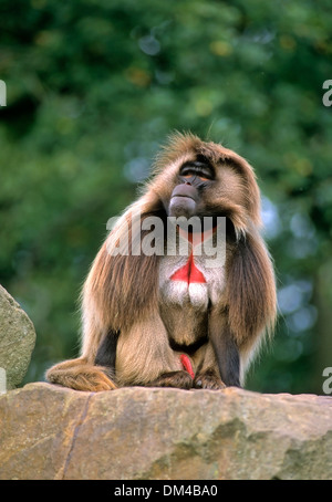 Gelada Pavian, Zoo: Blutbrustpavian (Theropithecus Gelada), Dschelada Stockfoto