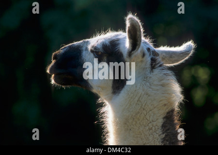 Lama (Lama Glama), Lama, Porträt, Lama (Lama Glama) Stockfoto