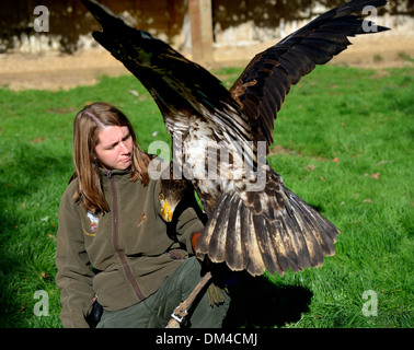 Junge weibliche Falkner Umgang mit unreifen amerikanischen kahlen Adler an der englischen Schule der Falknerei. Old Warden Park, Biggleswade, UK Stockfoto