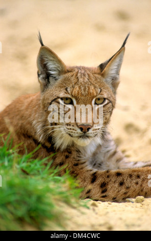 Eurasischer Luchs (Lynx Lynx), Europäischer Luchs, Eurasischer Luchs (Lynx Lynx) Stockfoto