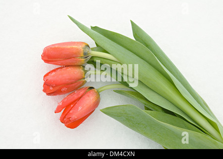 Drei rote Tulpen, die Verlegung auf dem Schnee Stockfoto