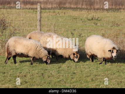 Ein Trio von wollige Schafe grasen auf einer englischen Wiese Stockfoto