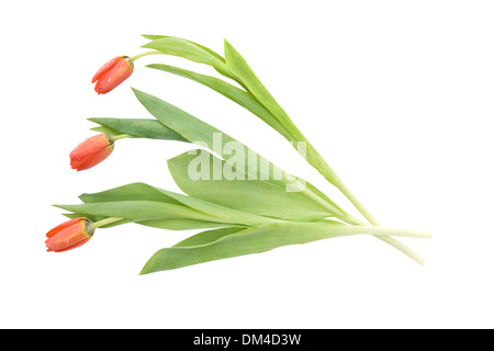 Bündel von drei Tulpen auf weißem Hintergrund Stockfoto